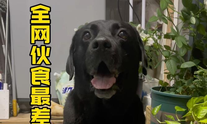 拉布拉多一个月的小狗狗饮食指南（为您的拉布拉多小狗狗提供营养均衡的食物）(图1)