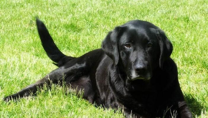 宠物狗的品种多样性与特点（探索世界上最受欢迎的狗狗品种）(图2)