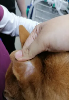 克维舒抗菌病例 | 一例犬跳蚤叮咬性皮炎(FAD)的病例分析(图4) 克维舒抗菌病例 | 一例犬跳蚤叮咬性皮炎(FAD)的病例分析(图4)