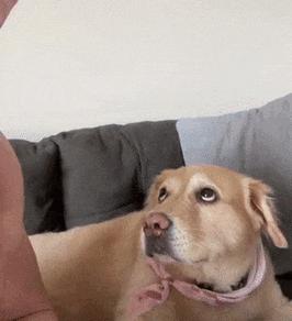 金毛幼犬伸舌头急喘气的原因及应对方法（了解幼犬急喘气背后的原因，保护金毛宝宝的健康）(图2)