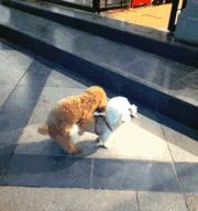 揭秘公泰迪狗抱着我腿的含义(探索背后的情感需求与行为表达)(图2) 揭秘公泰迪狗抱着我腿的含义(探索背后的情感需求与行为表达)(图2)