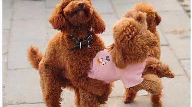 揭秘公泰迪狗抱着我腿的含义（探索背后的情感需求与行为表达） - 新生家伴