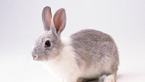 兔子的多彩世界（探寻兔子身上的丰富色彩）(图3)