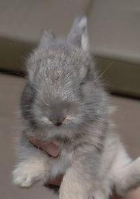 兔子的多彩世界（探寻兔子身上的丰富色彩）(图1)