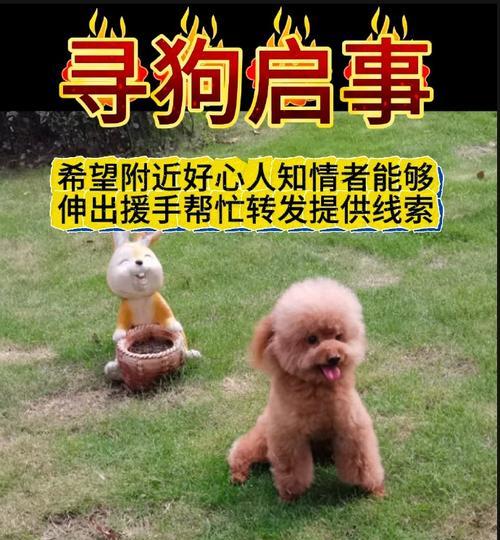 揭秘公泰迪狗抱着我腿的含义(探索背后的情感需求与行为表达)(图3) 揭秘公泰迪狗抱着我腿的含义(探索背后的情感需求与行为表达)(图3)