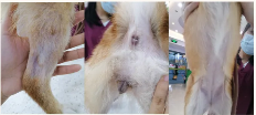 克维舒抗菌病例 | 一例犬跳蚤叮咬性皮炎（FAD）的病例分析(图8)