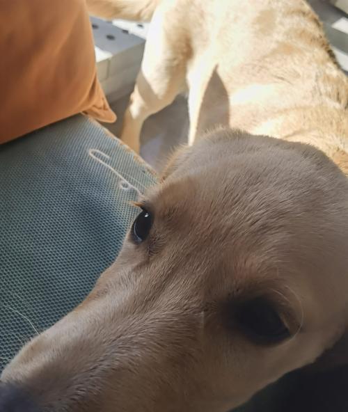 金毛幼犬伸舌头急喘气的原因及应对方法（了解幼犬急喘气背后的原因，保护金毛宝宝的健康）(图1)