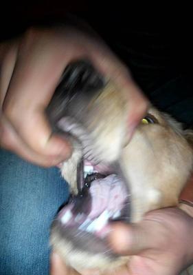 金毛幼犬伸舌头急喘气的原因及应对方法（了解幼犬急喘气背后的原因，保护金毛宝宝的健康）(图3)