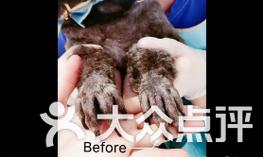 狗狗断甲的时机与方法解析 - 新生家伴