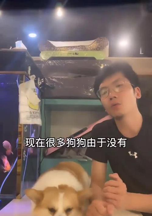 狗狗断甲的时机与方法解析(图2)