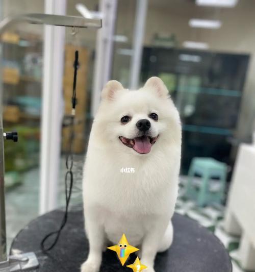 博美剪什么发型好看？（探索适合博美犬的时尚发型，展现可爱与魅力）(图2)