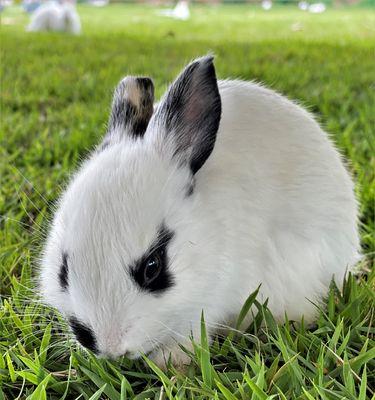 兔子的多彩世界（探寻兔子身上的丰富色彩）(图2)