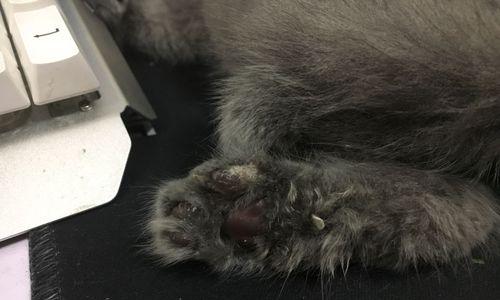 小猫脚上的疾病（揭秘小猫脚上的常见疾病，帮助你正确护理爱宠）(图3)