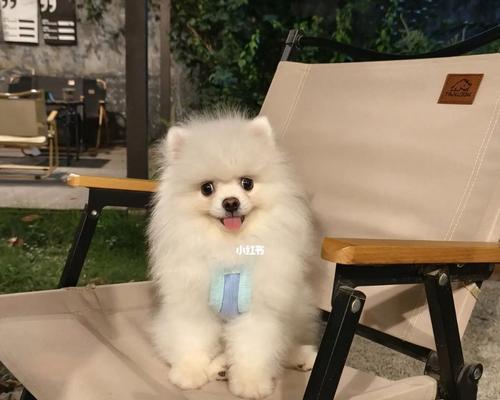 博美剪什么发型好看？（探索适合博美犬的时尚发型，展现可爱与魅力）(图3)