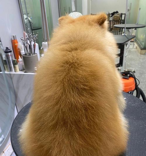 博美剪什么发型好看？（探索适合博美犬的时尚发型，展现可爱与魅力）(图1)