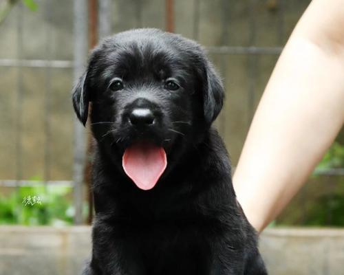 拉布拉多一个月的小狗狗饮食指南（为您的拉布拉多小狗狗提供营养均衡的食物）(图2)