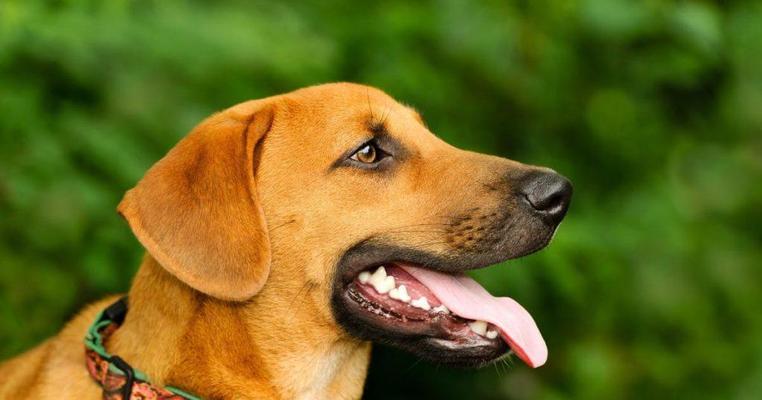 我家狗狗的斑斓之美（一只身披斑点的可爱伙伴）(图2)