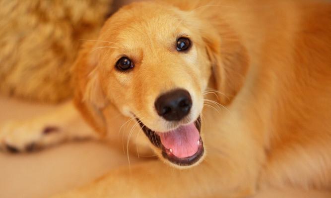 我家狗狗的斑斓之美（一只身披斑点的可爱伙伴）(图3)