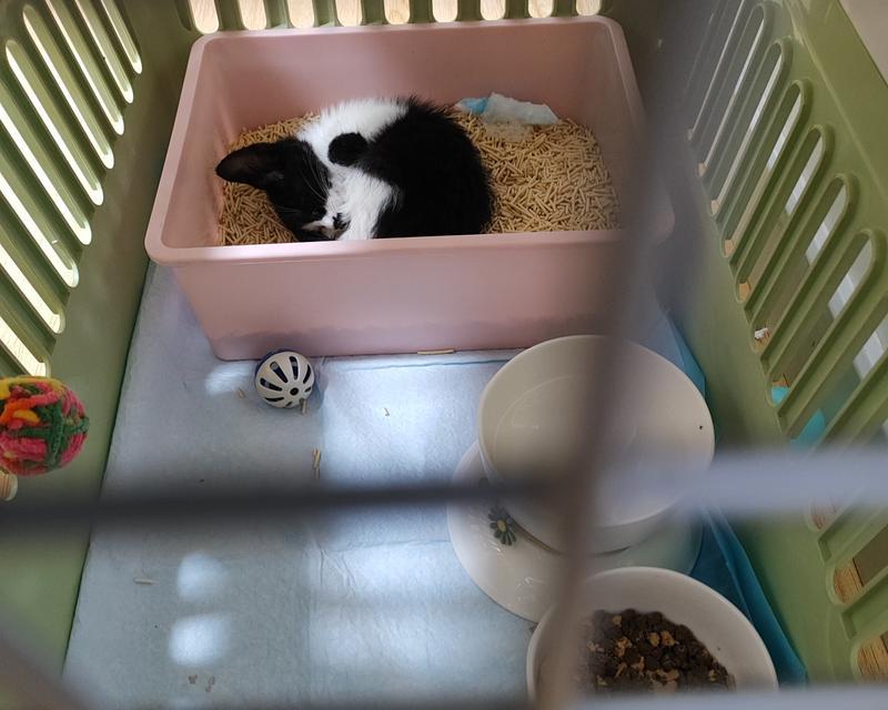 小猫脚上的疾病（揭秘小猫脚上的常见疾病，帮助你正确护理爱宠）(图2)