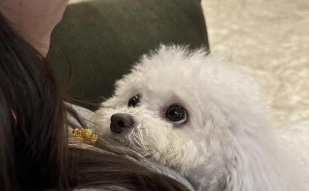 我家狗狗的斑斓之美（一只身披斑点的可爱伙伴）(图1)