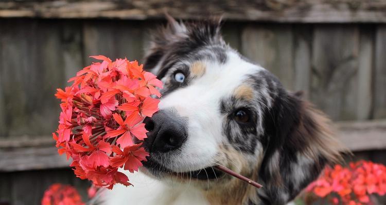 狗狗训练的最佳时间是什么时候?(找出适合您和宠物的理想训练时间)(图3) 狗狗训练的最佳时间是什么时候?(找出适合您和宠物的理想训练时间)(图3)