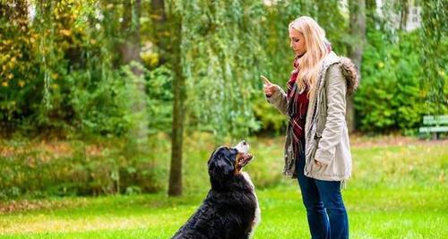 狗狗训练的最佳时间是什么时候?(找出适合您和宠物的理想训练时间)(图2) 狗狗训练的最佳时间是什么时候?(找出适合您和宠物的理想训练时间)(图2)