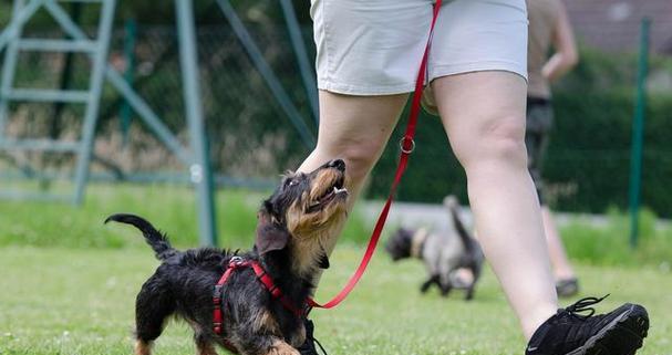 狗狗训练的最佳时间是什么时候？（找出适合您和宠物的理想训练时 - 新生家伴