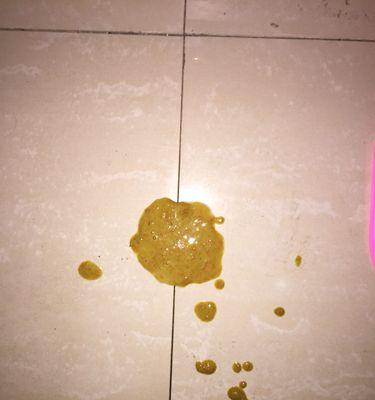 泰迪狗催奶的最佳食物选择（为妈妈宝宝提供营养丰富的泰迪狗催奶饮食）(图2)