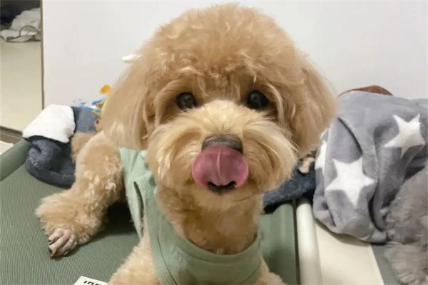 泰迪犬莫名其妙腿瘸了是为什么？ - 新生家伴