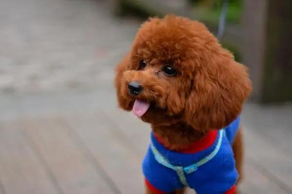 泰迪犬莫名其妙腿瘸了是为什么? 泰迪犬莫名其妙腿瘸了是为什么?(图2)