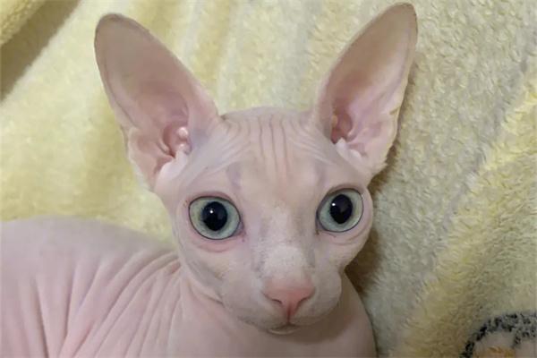 猫咪也会有创伤后应激障碍吗？ - 新生家伴