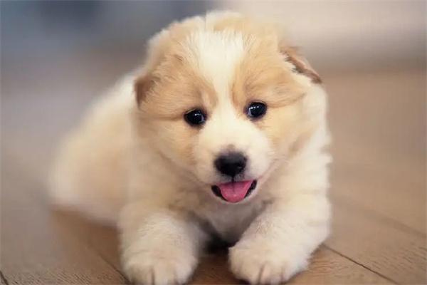 狗狗脚垫开裂是什么原因? 狗狗脚垫开裂是什么原因?(图2)