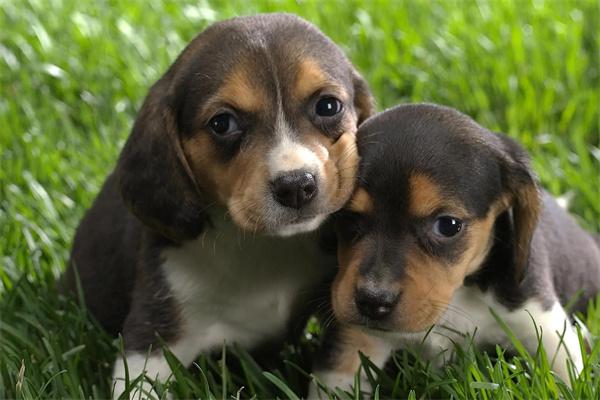 狗狗脚垫开裂是什么原因? 狗狗脚垫开裂是什么原因?(图1)