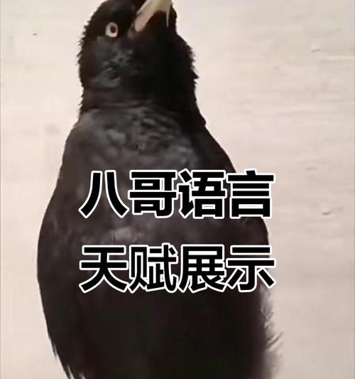 学习小八哥说话的时长及要点(以小八哥学说话,你需要多久才能掌握?)(图2) 学习小八哥说话的时长及要点(以小八哥学说话,你需要多久才能掌握?)(图2)