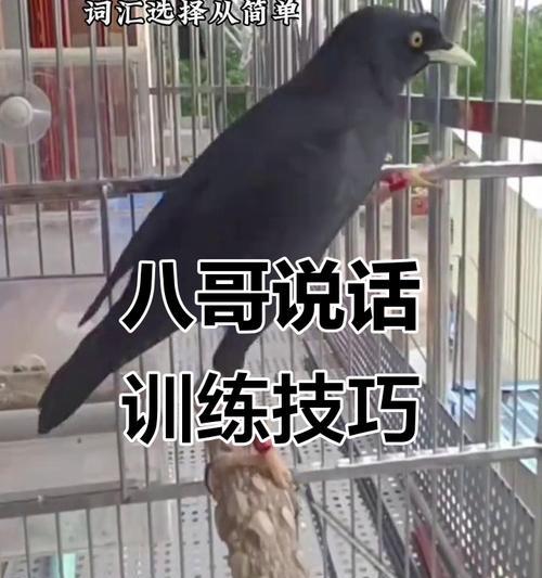 学习小八哥说话的时长及要点（以小八哥学说话，你需要多久才能掌握？） - 新生家伴