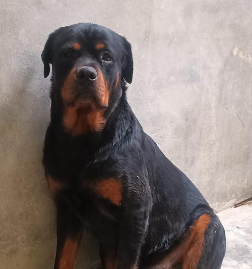 宠物狗的品种多样性与特点(探索世界上最受欢迎的狗狗品种)(图3) 宠物狗的品种多样性与特点(探索世界上最受欢迎的狗狗品种)(图3)