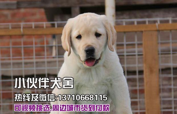 拉布拉多犬的价格及最喜欢的部位(图2) 拉布拉多犬的价格及最喜欢的部位(图2)