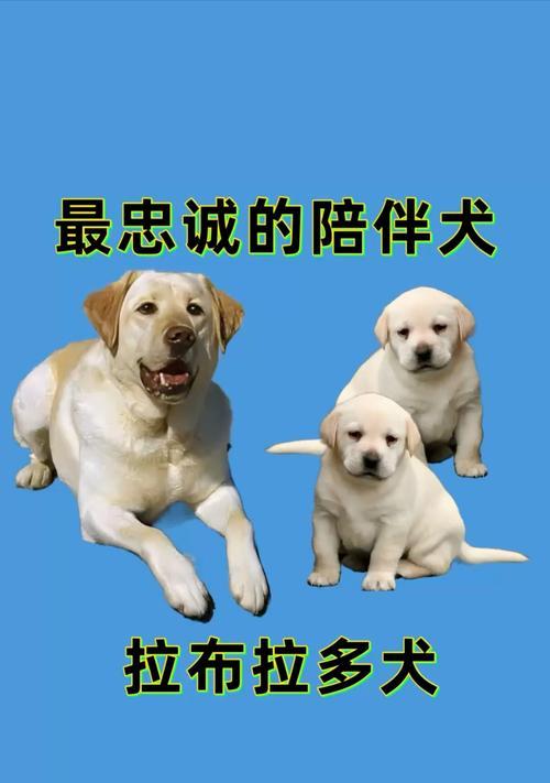 拉布拉多犬的价格及最喜欢的部位(图1) 拉布拉多犬的价格及最喜欢的部位(图1)