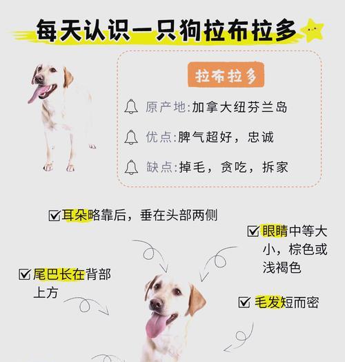 拉布拉多犬的价格及最喜欢的部位(图3) 拉布拉多犬的价格及最喜欢的部位(图3)