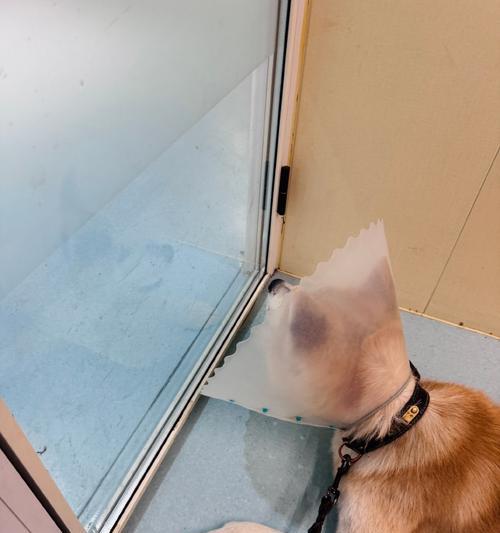 狗贫血的症状及治疗方法(揭示狗贫血的表现,提供有效的治疗方法)(图1) 狗贫血的症状及治疗方法(揭示狗贫血的表现,提供有效的治疗方法)(图1)