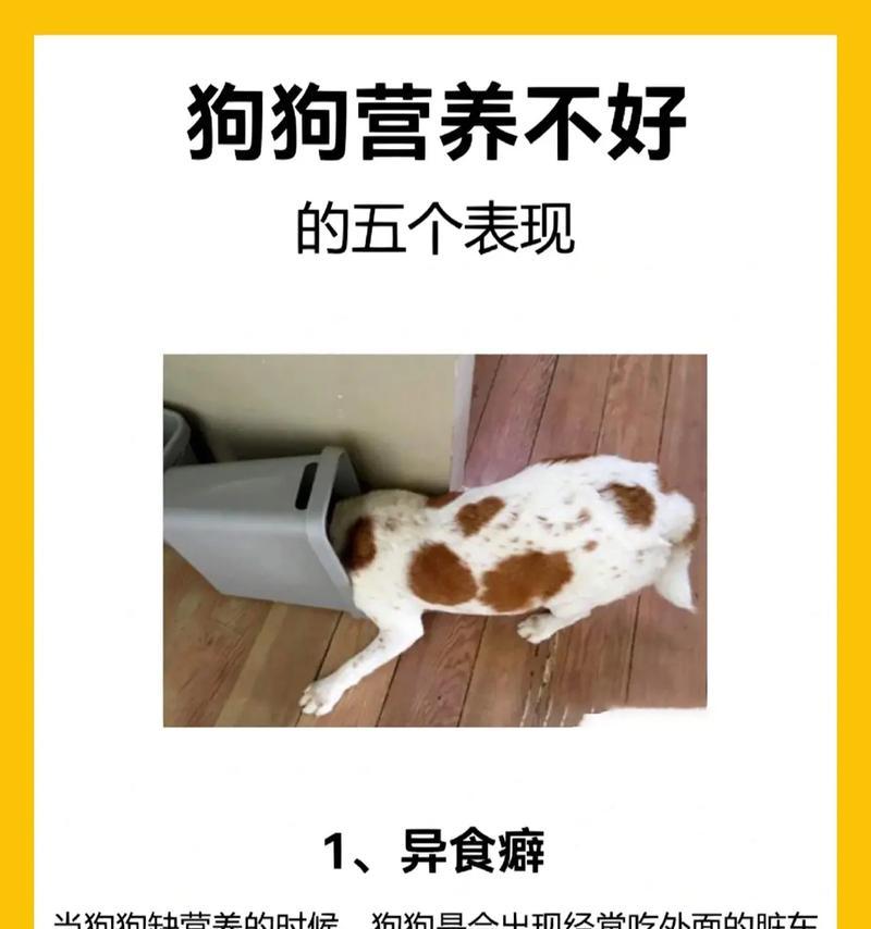 狗贫血的症状及治疗方法(揭示狗贫血的表现,提供有效的治疗方法)(图2) 狗贫血的症状及治疗方法(揭示狗贫血的表现,提供有效的治疗方法)(图2)