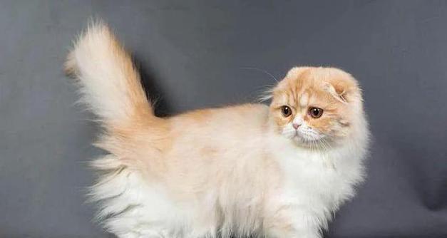 小宠物的品种多样性（探索各种小宠物品种，享受它们带来的快乐）(图1)