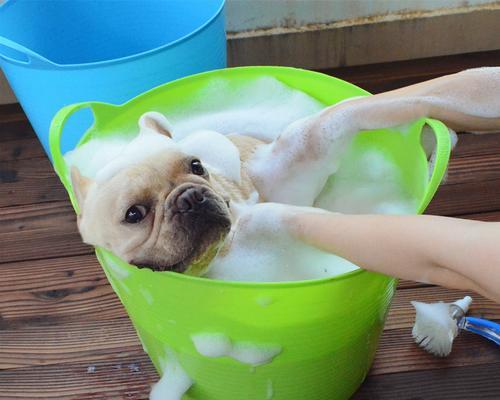 以巴哥犬洗澡的频率及注意事项 - 新生家伴