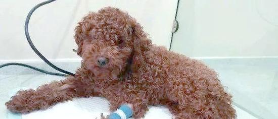 狗贫血的症状及治疗方法(揭示狗贫血的表现,提供有效的治疗方法)(图3) 狗贫血的症状及治疗方法(揭示狗贫血的表现,提供有效的治疗方法)(图3)