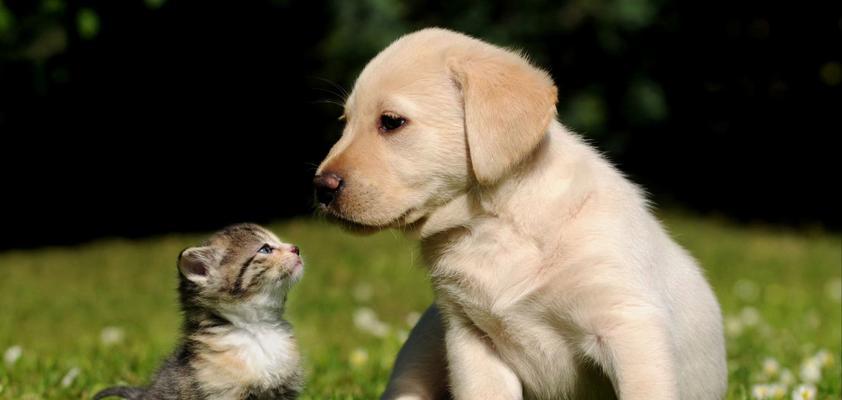 小宠物的品种多样性（探索各种小宠物品种，享受它们带来的快乐）(图2)