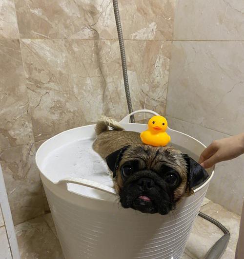 以巴哥犬洗澡的频率及注意事项(图2)