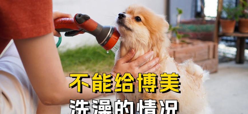 狗狗接种疫苗后多久可以洗澡?(养狗新手必知,打完针后的洗澡时间安排!)(图1) 狗狗接种疫苗后多久可以洗澡?(养狗新手必知,打完针后的洗澡时间安排!)(图1)