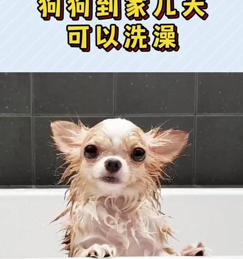 狗狗接种疫苗后多久可以洗澡?(养狗新手必知,打完针后的洗澡时间安排!)(图3) 狗狗接种疫苗后多久可以洗澡?(养狗新手必知,打完针后的洗澡时间安排!)(图3)