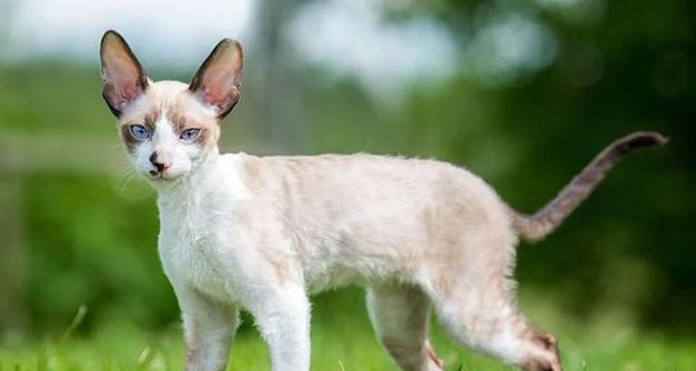 小宠物的品种多样性（探索各种小宠物品种，享受它们带来的快乐）(图3)