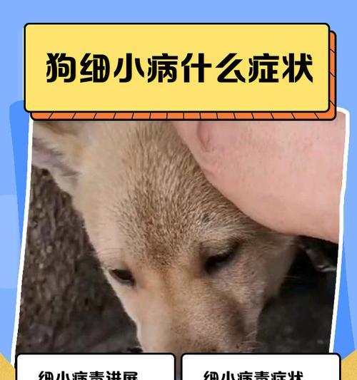 狗狗细小病毒潜伏期的长短揭秘（细小病毒潜